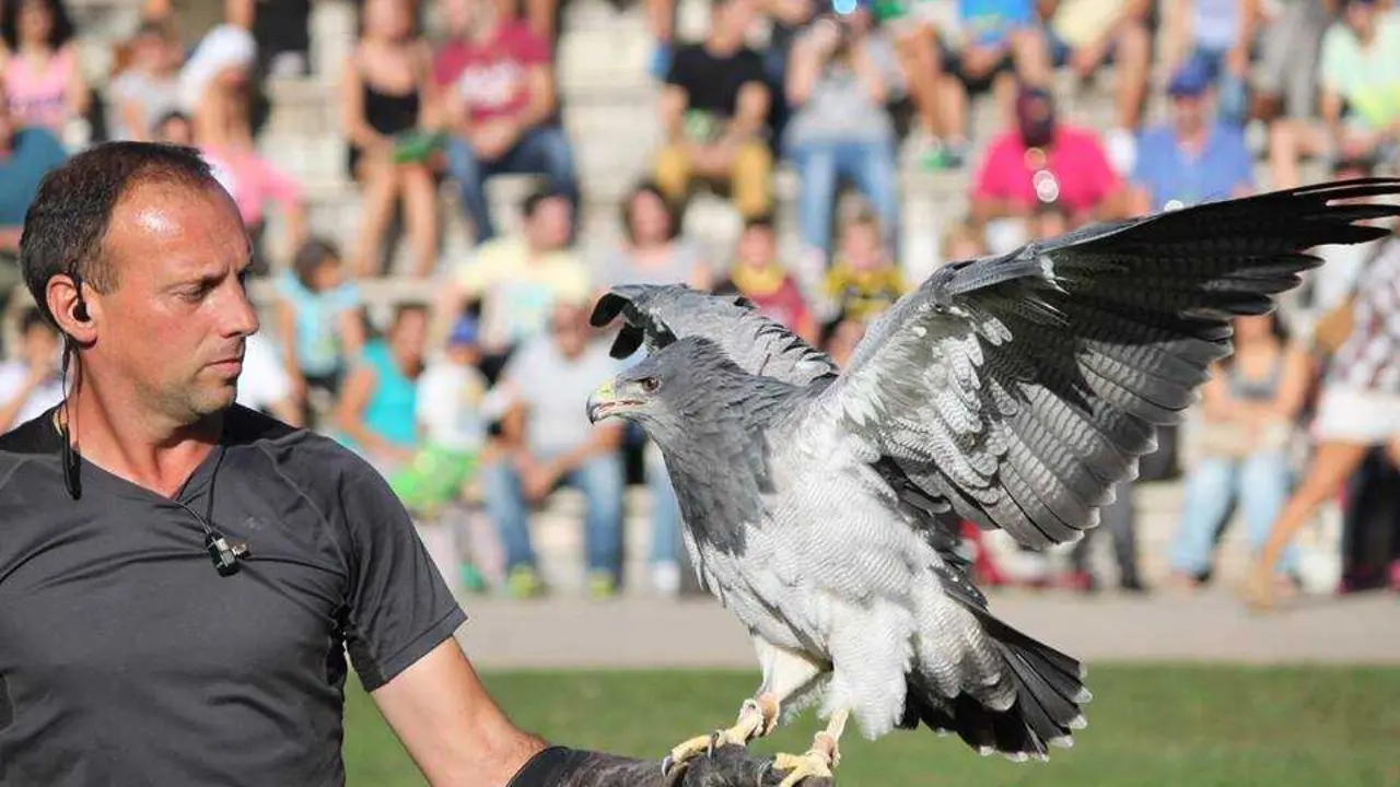 &laquo;Un ave rapaz durante una exhibici&oacute;n de cetrer&iacute;a en el Parque de la Naturaleza de Cab&aacute;rceno, ante la mirada de decenas de visitantes en una de sus actividades m&aacute;s populares.