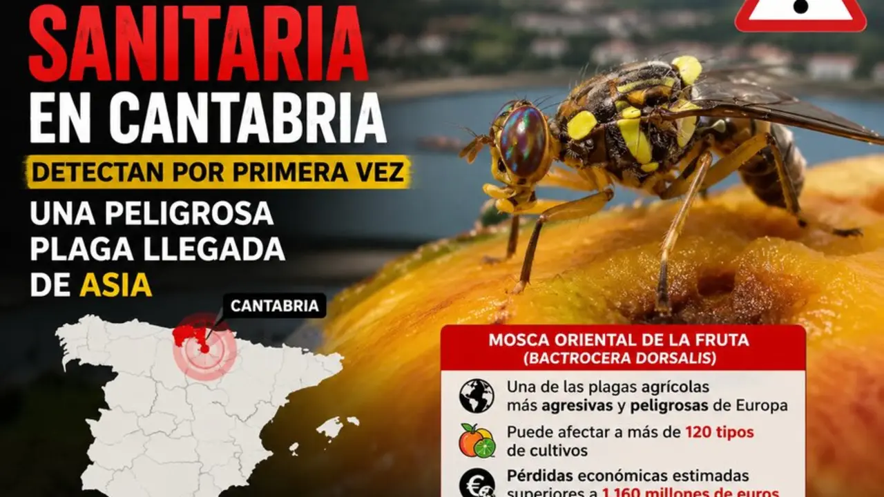Imagen de un ejemplar de mosca oriental de la fruta (Bactrocera dorsalis), considerada una de las plagas agr&iacute;colas m&aacute;s peligrosas del mundo, detectada por primera vez en Espa&ntilde;a tras la captura de varios ejemplares en trampas instaladas en Astillero (Cantabria). La UE la considera una amenaza prioritaria por su impacto potencial sobre m&aacute;s de 120 cultivos.
