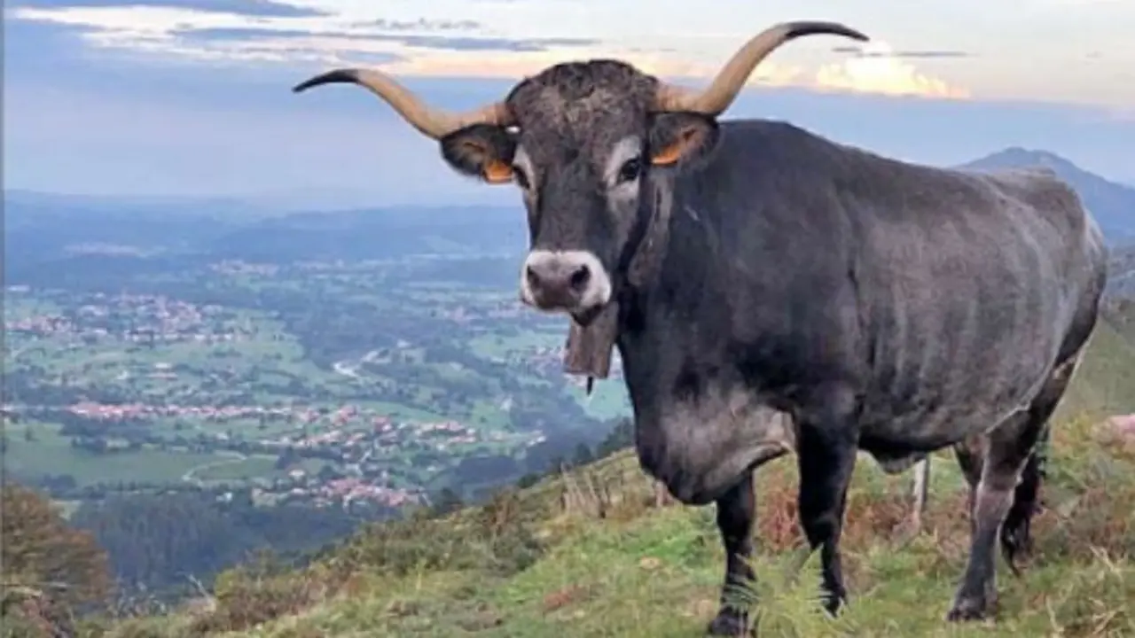 La vaca tudanca ser&aacute; la protagonista de un concurso que vuelve a situar a Carrejo en el centro de las tradiciones rurales de Cantabria.