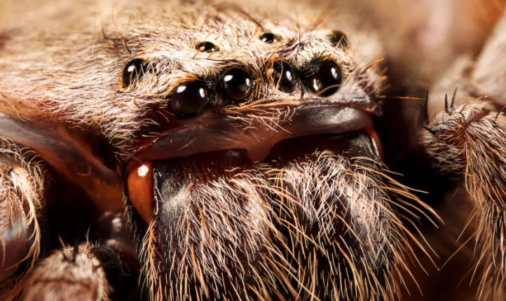 Aracnofobia