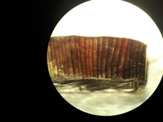 La datación por radiocarbono de artefactos de madera, descubiertos en un yacimiento arqueológico de Terranova, Canadá, revela lo que puede ser el registro más antiguo conocido de humanos cruzando de Europa a América. Imagen de microscopio de uno de estos fragmentos de madera. Foto Petra Doeve, Universidad de Groningen
