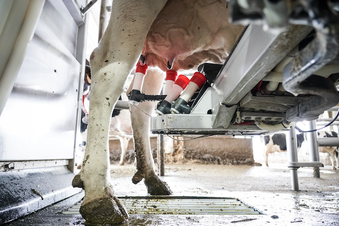Una máquina de ordeño ordeña a una vaca en la granja Lacturale, a 3 de abril de 2022, en Etxebarri, Navarra, (España). El grupo Sociedad Agraria de Transformación (S.A.T.) Lacturale es un proyecto de ganaderos de Navarra que tiene como objetivo comercializar la leche que producen en sus granjas, para ofrecer al consumidor una leche de calidad superior. Para ello utilizan el sistema de Producción Integrada, sistema de producción agraria alternativo que emplea prácticas que aseguren a largo plazo una agricultura sostenible, asegurando así  la protección y mejora del medio ambiente, los recursos naturales y la conservación del suelo y el paisaje.? La ‘Producción Integrada de productos agrícolas' está regulada por el Real Decreto desde 2002. Gracias a utilizar este medio de producción, sus productos no se han visto afectados por la huelga de transportes.
04 ABRIL 2022;VACAS;NAVARRA;GRANJA;LACTURALE;SOCIEDAD AGRARIA TRANSFORMACIÓN;
Iñaki Berasaluce / Europa Press
(Foto de ARCHIVO)
03/4/2022