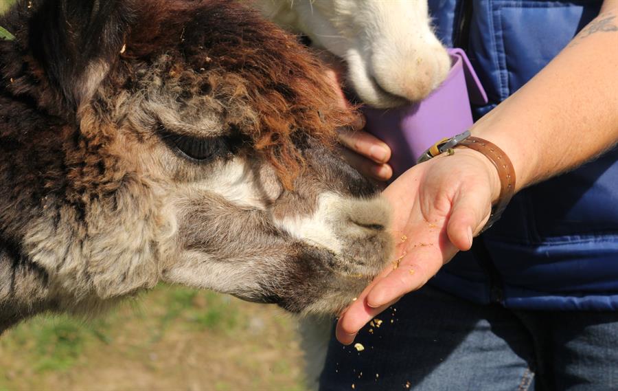 Tina Kirchhoff y Verena Christmann son una pareja de amigas de origen alemán que, después de dos décadas residiendo en España y justo antes de la pandemia, iniciaron la aventura de asentar una granja de alpacas en Laredo (Cantabria) para comercializar la lana y confeccionar abrigadas prendas para el invierno. Tras descubrir por primera vez en un viaje a Nueva Zelanda a estos domésticos mamíferos de ascendencia americana, Tina, trotamundos y de profesión bibliotecaria, quedó seducida por su simpatía y se propuso criarlos pese a carecer de experiencia previa. EFE/Miguel Ramos