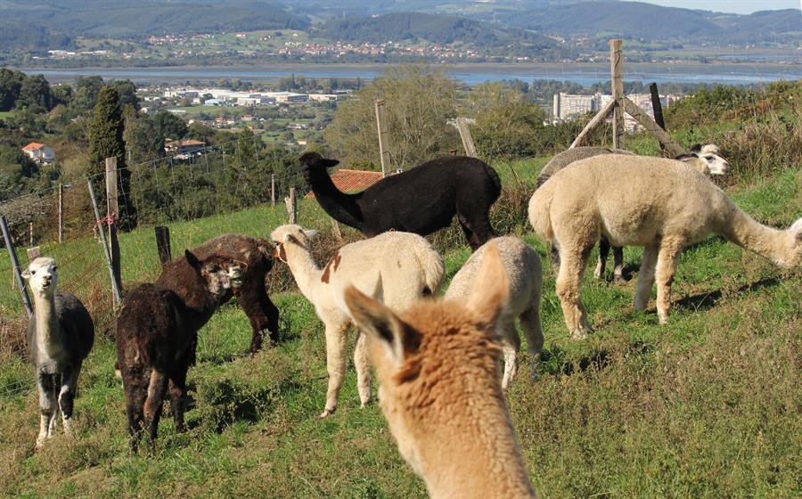 Tina Kirchhoff y Verena Christmann son una pareja de amigas de origen alemán que, después de dos décadas residiendo en España y justo antes de la pandemia, iniciaron la aventura de asentar una granja de alpacas en Laredo (Cantabria) para comercializar la lana y confeccionar abrigadas prendas para el invierno. Tras descubrir por primera vez en un viaje a Nueva Zelanda a estos domésticos mamíferos de ascendencia americana, Tina, trotamundos y de profesión bibliotecaria, quedó seducida por su simpatía y se propuso criarlos pese a carecer de experiencia previa. EFE/Miguel Ramos