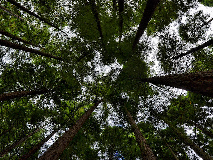 Altura de los árboles en el bosque de las secuoyas, en Cabezón de la Sal. / TC