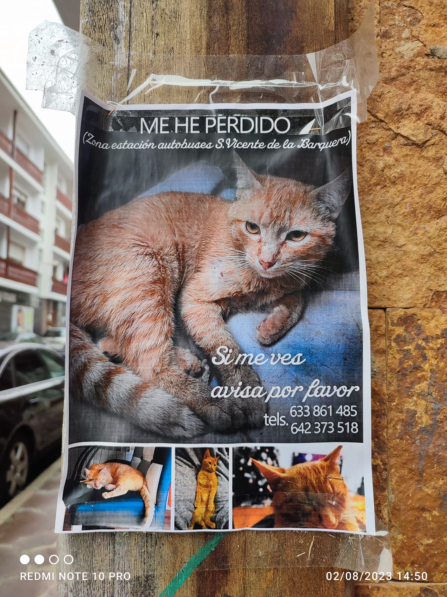 El gato/a perdido en la localidad de San Vicente de la Barquera.