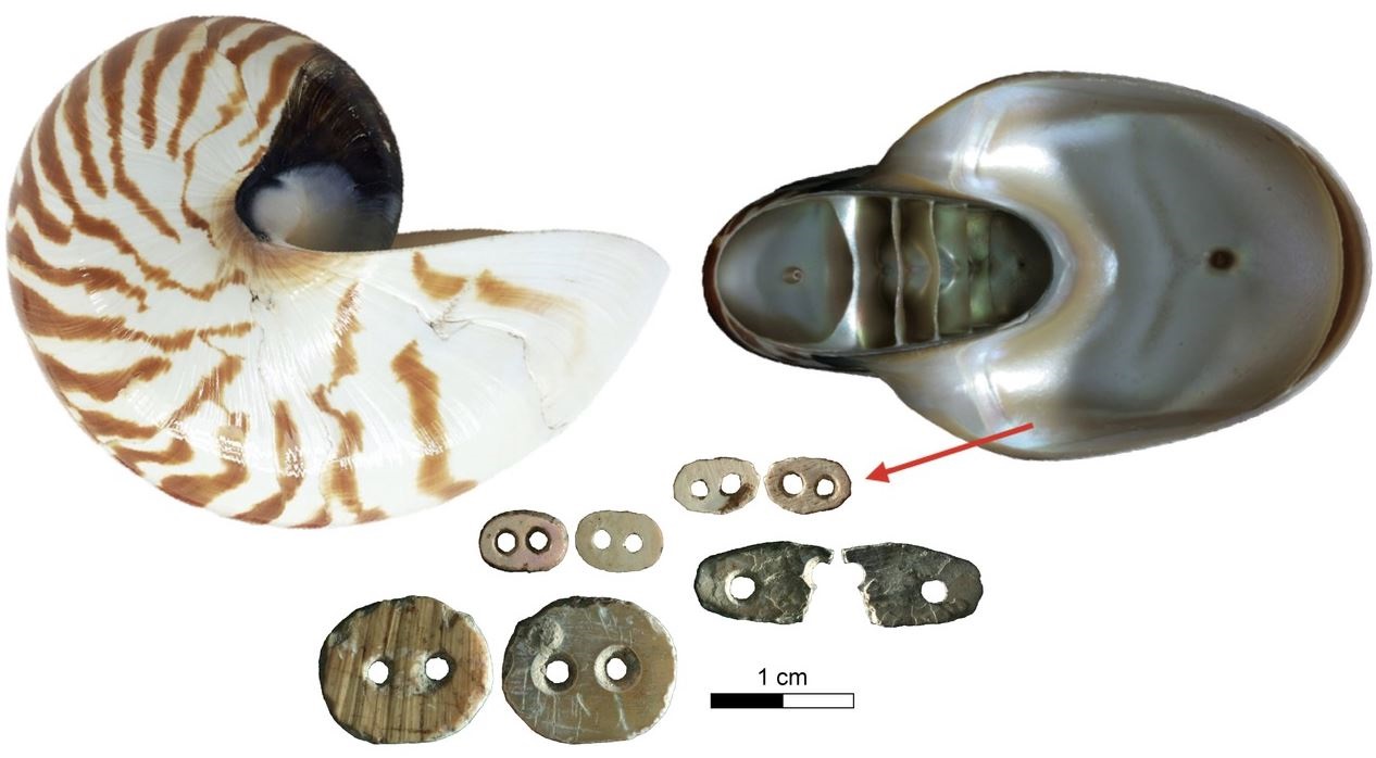 Cargar máis
La concha de Nautilus pompilius alcanza alrededor de 200 mm de longitud, proporcionando una gran cantidad de concha nacarada para la producción de cultura material.