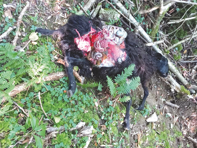 Una de las dos ovejas del rebaño de
Manuel que se encontraban pastando en su finca y fueron matadas por los lobos la pasada madrugada del 21 de agosto en Treceño,
Valdáliga. / ALERTA