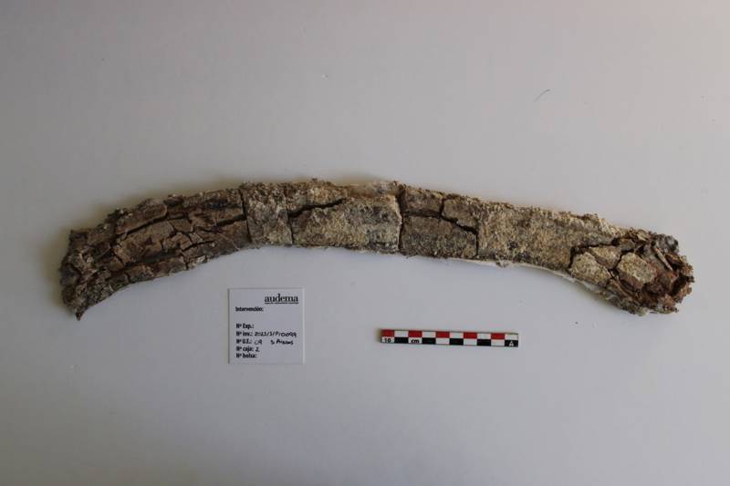 Pieza que corresponde con una costilla de Gomphoterium angustidens.
