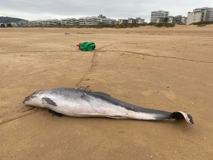 La marsopa, cetáceo parecido al delfín, de cerca de metro y medio de largo, cabeza redondeada con ojos pequeños y las narices en la parte más alta, boca grande de hocico obtuso y 24 dientes en cada lado de las mandíbulas, cuerpo grueso, liso, de color negro azulado por encima y blanco por debajo, dos aletas pectorales, una sola dorsal, y cola grande, robusta y ahorquillada. Estaba muerto en la playa de Salvé de Laredo.