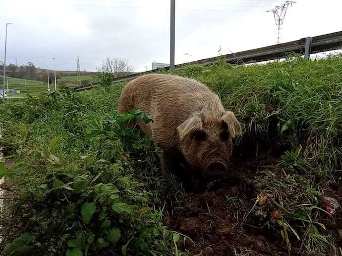 El animal que apareció en la estación de servicio de Helguera. / FB