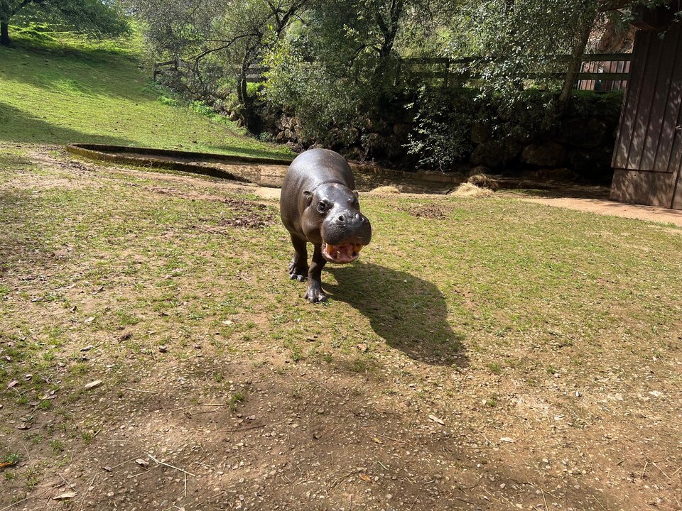 Hipopótamo pigmeo que llega a Cabárceno. / A.E.