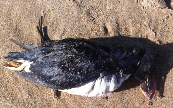 Las aves pelágicas, habituadas al mar abierto, están llegando a la costa en estado de agotamiento. / SEO/BirdLife